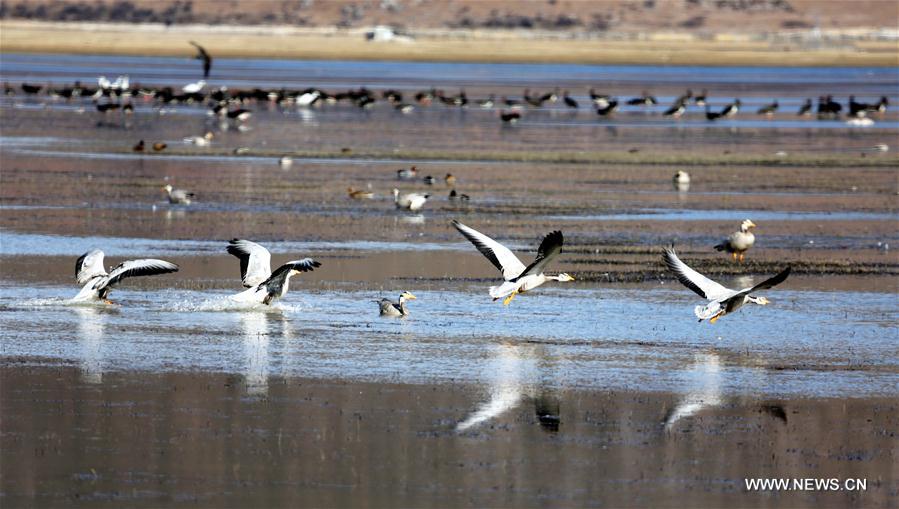 #CHINA-YUNNAN-WINTER-BIRD(CN)