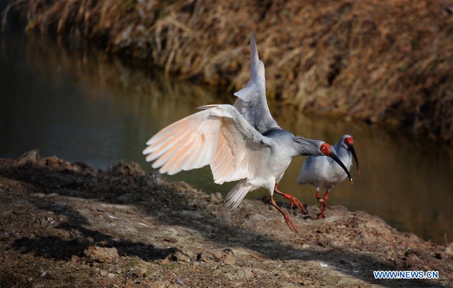 CHINA-SHAANXI-CRESTED IBIS (CN)