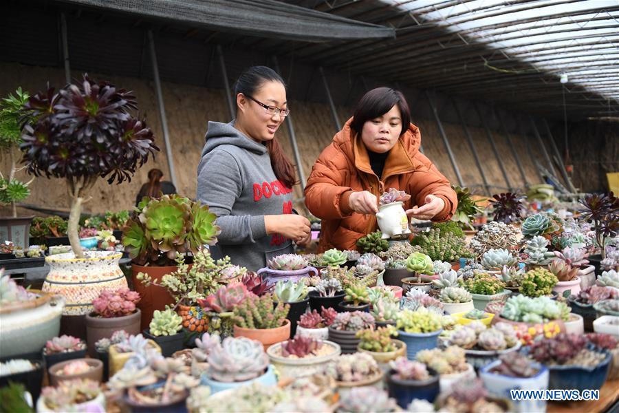 CHINA-HEBEI-COUPLE-SUCCULENT PLANTS (CN)