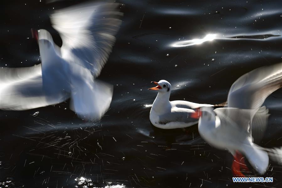 CHINA-YUNNAN-BLACK-HEADED GULLS (CN)