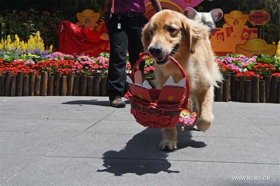 SINGAPORE-ANIMAL-NEW YEAR CELEBRATIONS