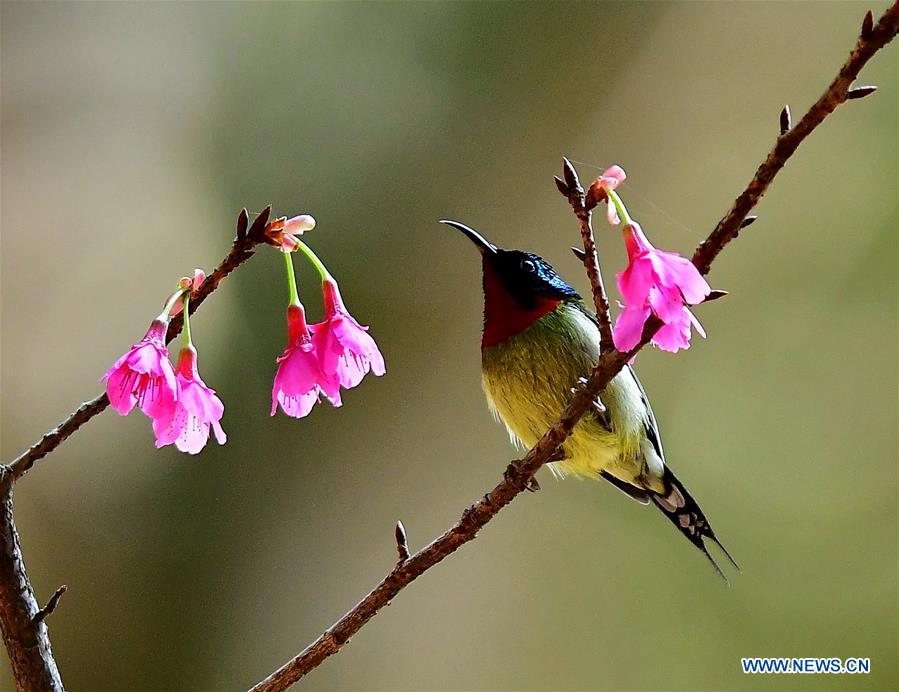 CHINA-FUZHOU-CHEERY BLOSSOM-BIRDS (CN)