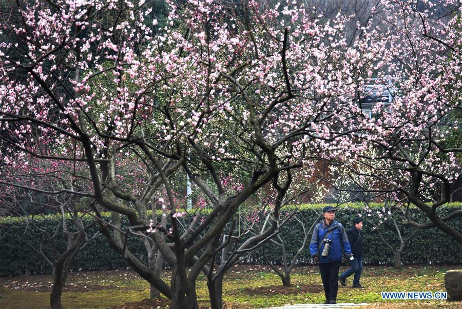 CHINA-WUHAN-WINTERSWEET FLOWERS (CN)