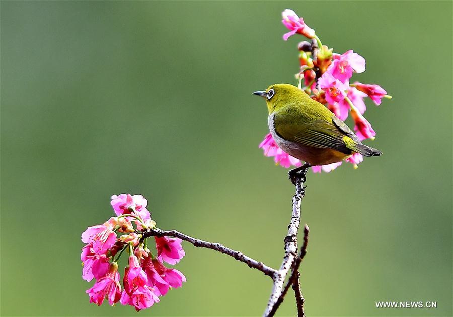 CHINA-FUJIAN-CHEERY BLOSSOM-BIRDS (CN)