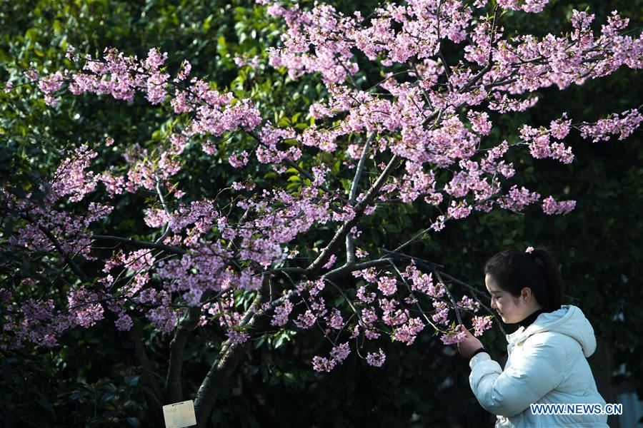 CHINA-HUBEI-WUHAN-CHERRY BLOSSOM (CN)