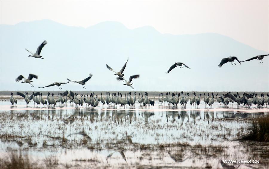 CHINA-GUIZHOU-BLACK-NECKED CRANES (CN)