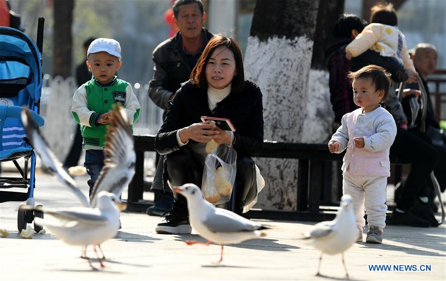 CHINA-KUNMING-BLACK-HEADED GULL (CN)