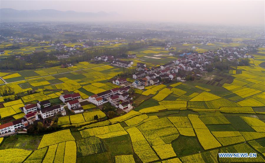 CHINA-SHAANXI-HANZHONG-RAPESEED FLOWER (CN)