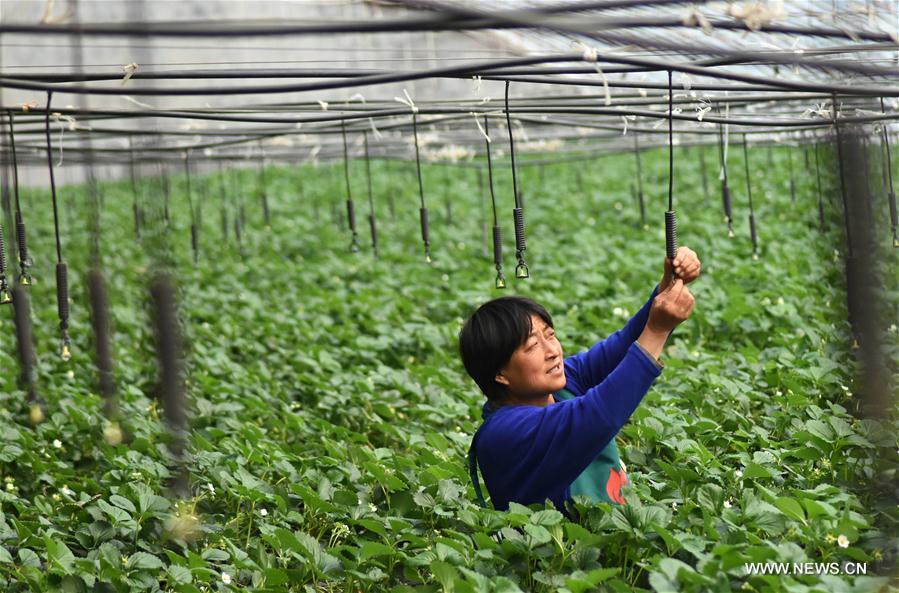 #CHINA-SHANDONG-IRRIGATION SYSTEM-WATER-SAVING (CN)