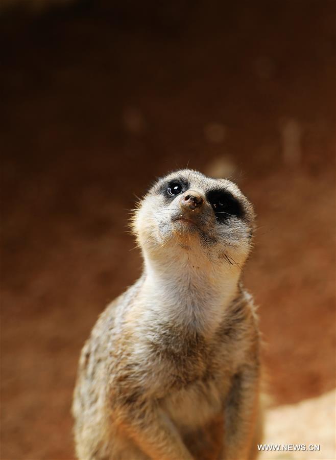 SPAIN-VALENCIA-BIOPARC ZOO