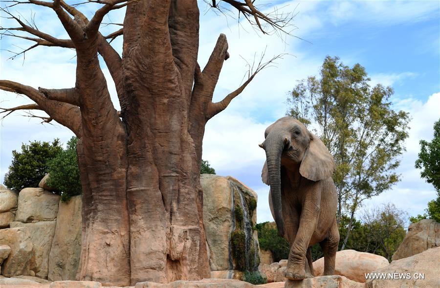 SPAIN-VALENCIA-BIOPARC ZOO