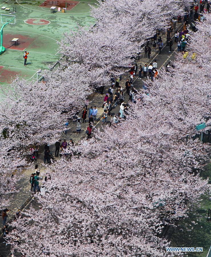 CHINA-SHANGHAI-CAMPUS-CHERRY BLOSSOMS (CN)