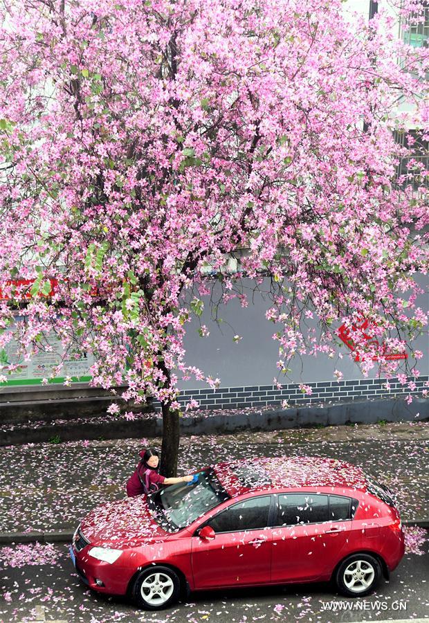 #CHINA-GUANGXI-LIUZHOU-BAUHINIA BLOSSOMS (CN)