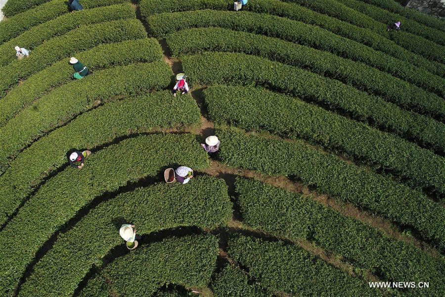 CHINA-GUIYANG-TEA PICKING (CN)