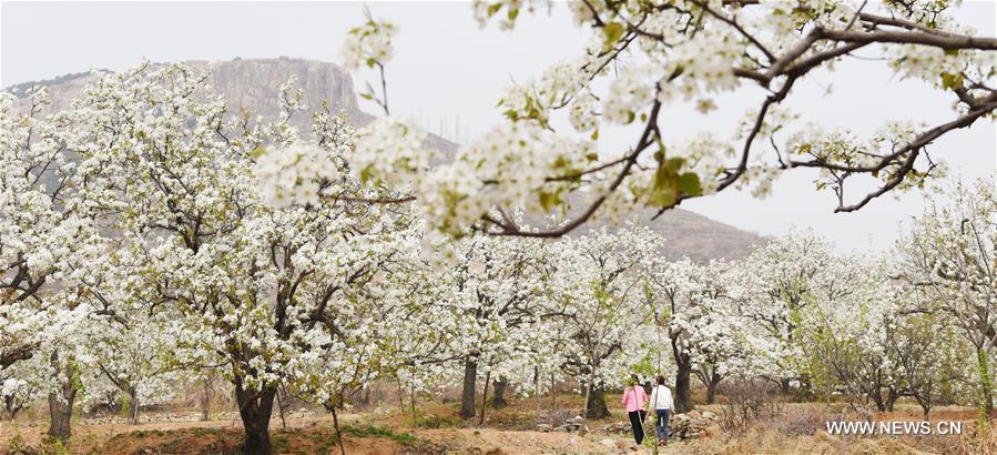 #CHINA-SHANDONG-PEAR BLOSSOM (CN)