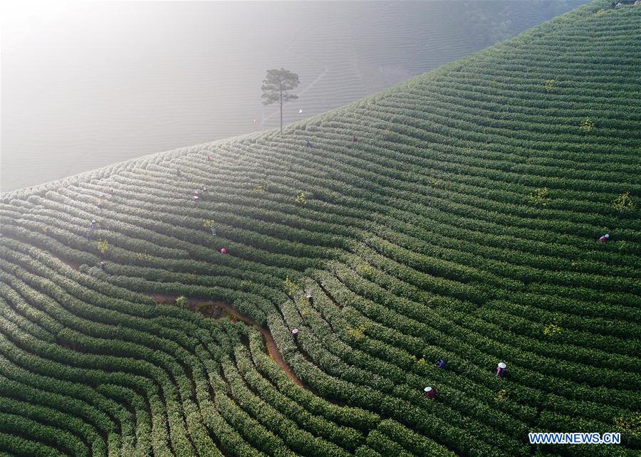 #CHINA-ZHEJIANG-ANJI-WHITE TEA-PICKING (CN)