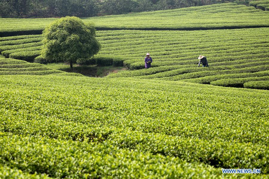 #CHINA-SPRING-TEA PICKING (CN)