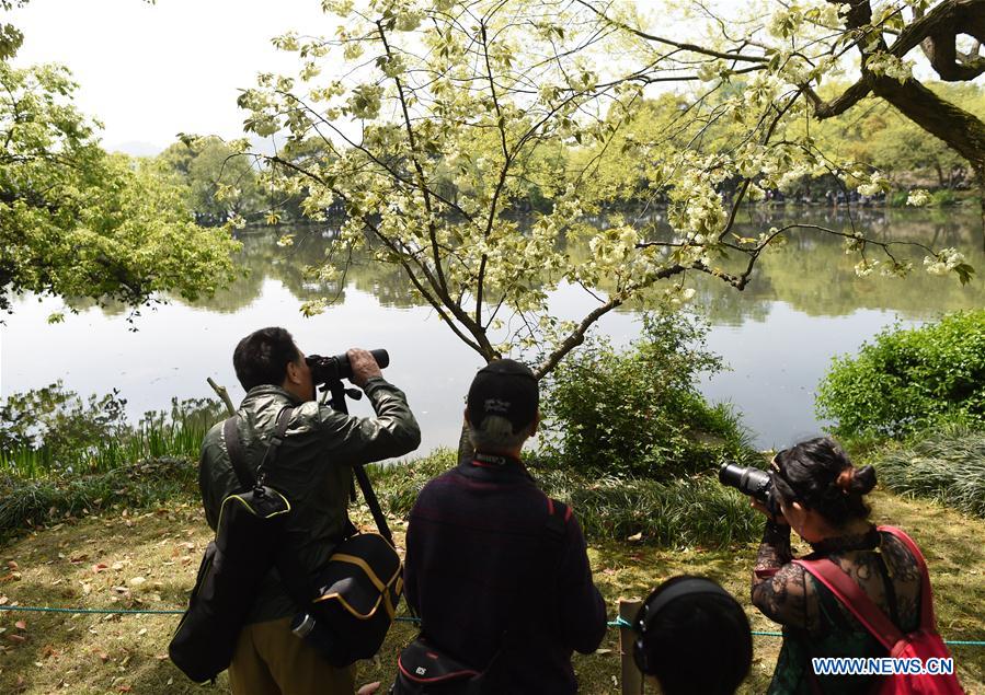 CHINA-HANGZHOU-WEST LAKE-CHERRY BLOSSOMS (CN)