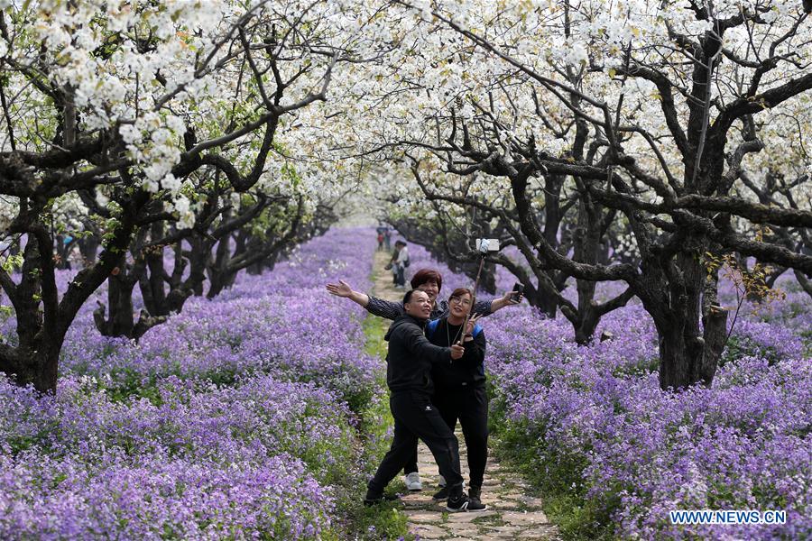 #CHINA-JIANGSU-SUQIAN-SPRING SCENERY (CN)