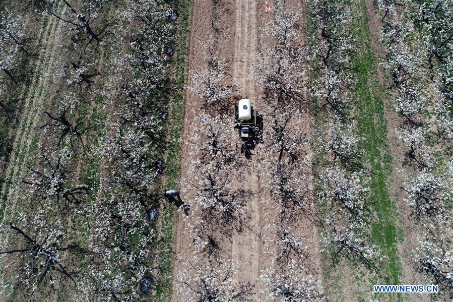 CHINA-SHANXI-HAND POLLINATION (CN)