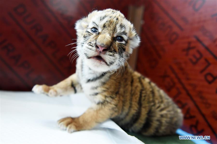 CHINA-HEILONGJIANG-HARBIN-SIBERIAN TIGER CUBS (CN)