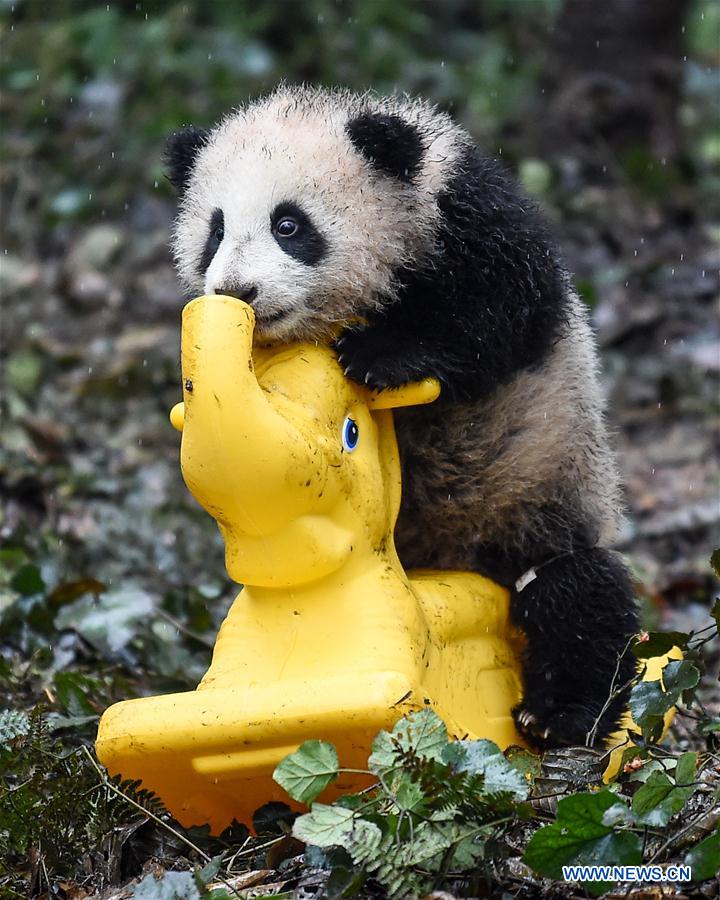 CHINA-SICHUAN-PANDA CENTER-CONSERVATION-RESTORATION (CN)