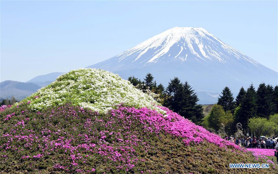 JAPAN-LAKE KAWAGUCHI-SHIBAZAKURA