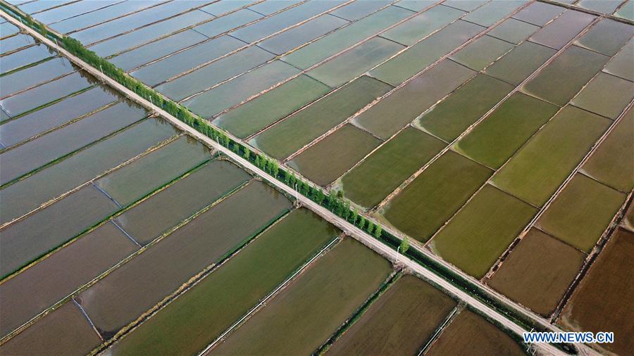 CHINA-YINCHUAN-PADDY FIELD (CN)