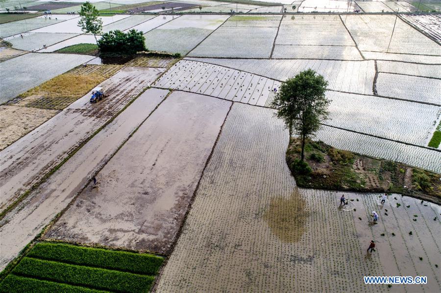 #CHINA-SHAANXI-MIANXIAN COUNTY-PADDY RICE PLANTING (CN*)