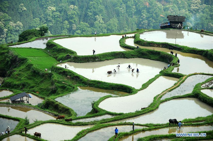 CHINA-GUIZHOU-LIPING-TRADITIONAL PLOUGH (CN)