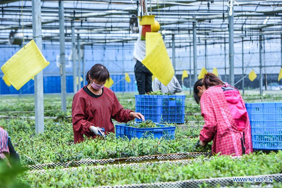 CHINA-ZHEJIANG-CIXI-SALINE-ALKALI SOIL-AGRICULTURE (CN)