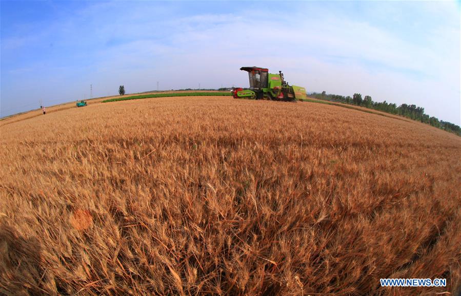 #CHINA-WHEAT HARVEST (CN)