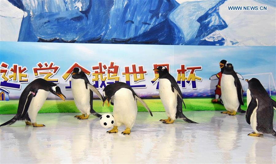 CHINA-HEILONGJIANG-PENGUINS-FOOTBALL GAME (CN)