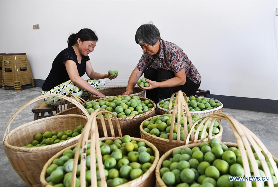 CHINA-CHONGQING-PLUM HARVEST (CN)