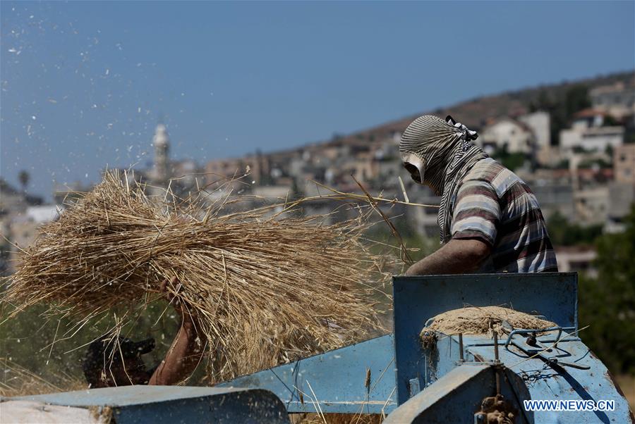 MIDEAST-NABLUS-WHEAT