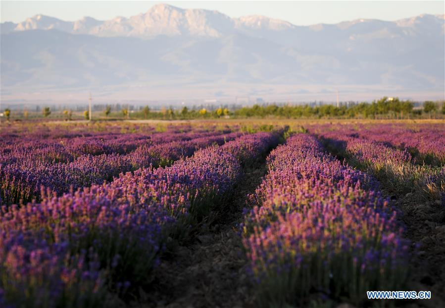 CHINA-XINJIANG-LAVENDER (CN) 