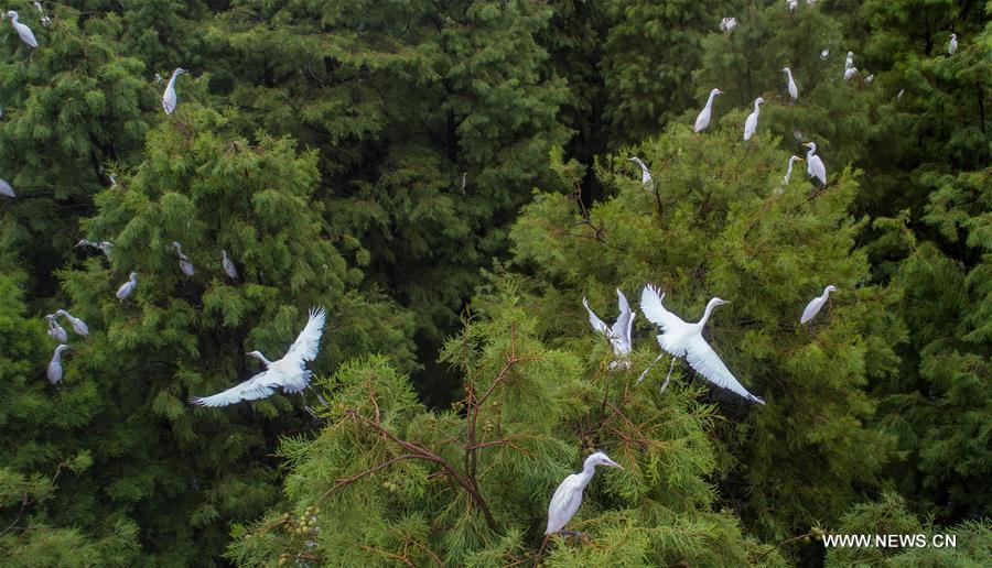 CHINA-ANHUI-EGRETS(CN)