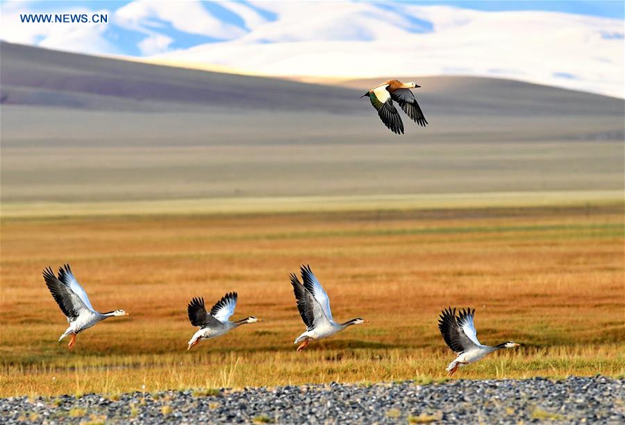 CHINA-WETLAND PROTECTION (CN)