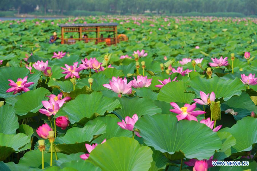 CHINA-HEBEI-SUMMER-LOTUS FLOWERS (CN)