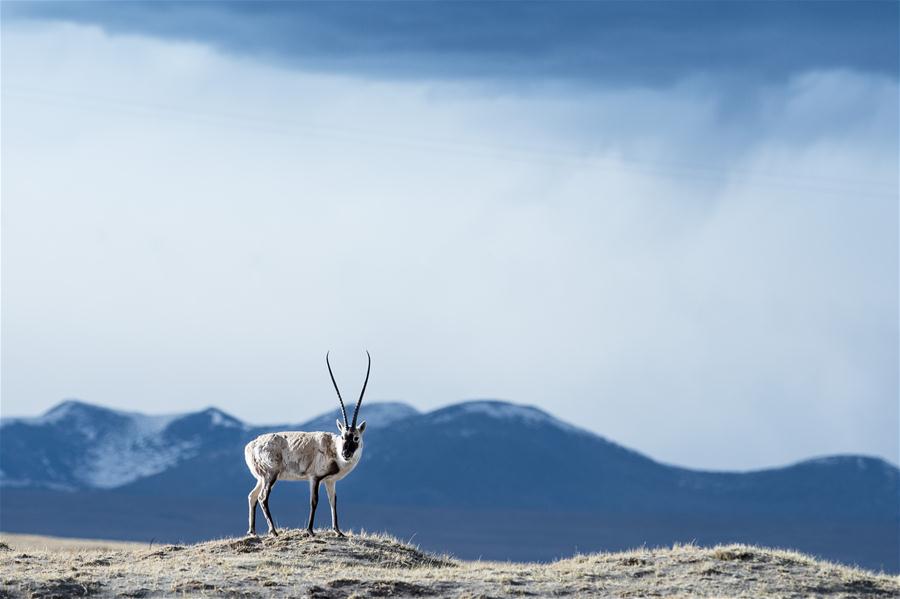 Xinhua Headlines: Qinghai-Tibet Plateau still one of cleanest regions on earth