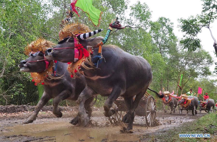 INDONESIA-BALI-BUFFALO RACE