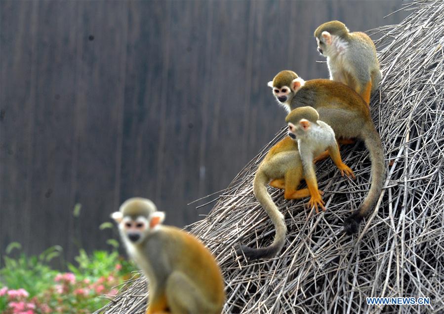 #CHINA-JIANGSU-SUZHOU-SQUIRREL MONKEYS (CN)