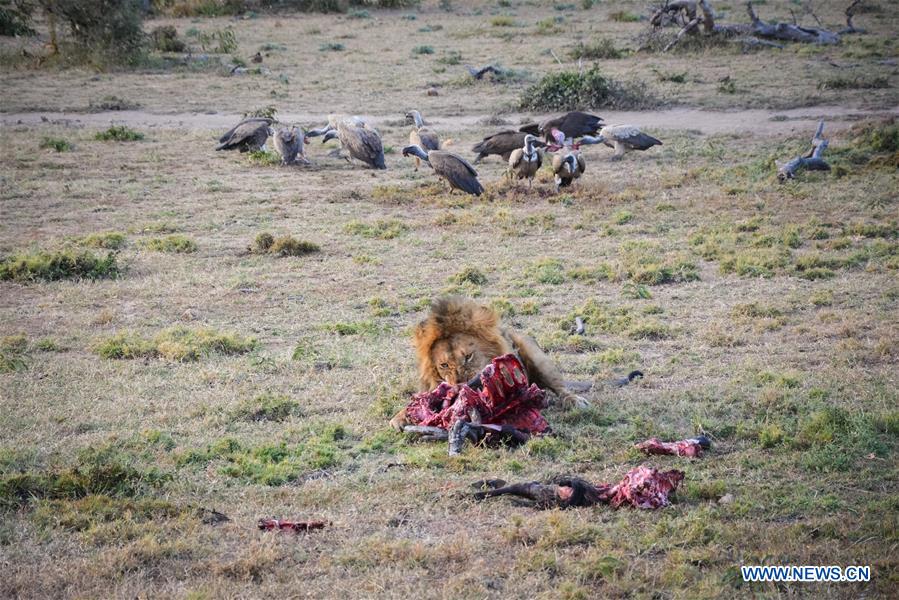 KENYA-MAASAI MARA-CHINESE WILDLIFE CONSERVATIONIST