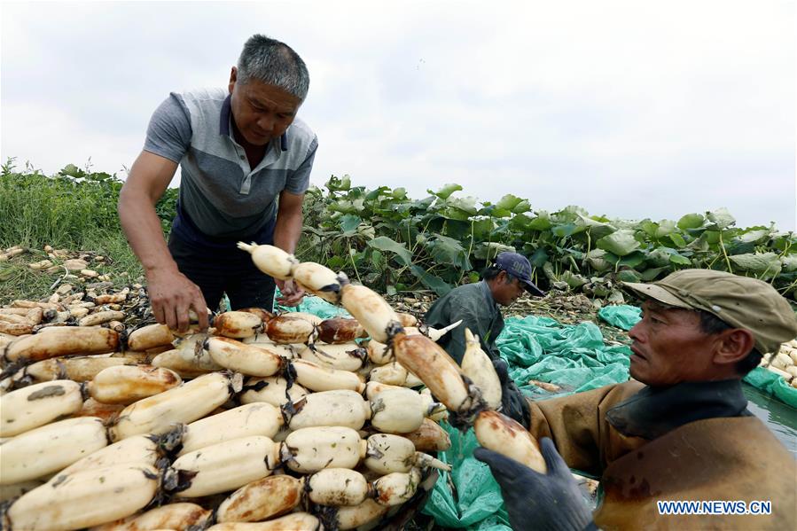 #CHINA-SIHONG-LOTUS ROOT-HARVEST (CN)