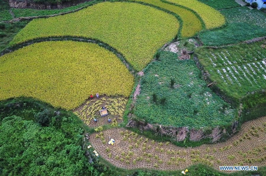 #CHINA-GUIZHOU-SHIQIAN-HARVEST (CN)