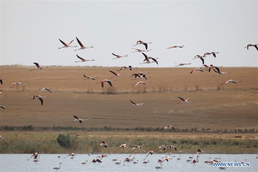 TURKEY-DUDEN LAKE-FLAMINGOS