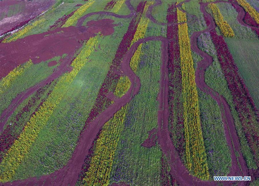 CHINA-YUNNAN-LUOPING-COLORFUL FLOWER FIELDS (CN)