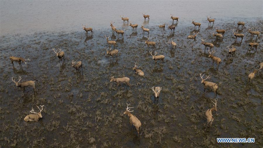 CHINA-HUBEI-ELK-RESERVE (CN)