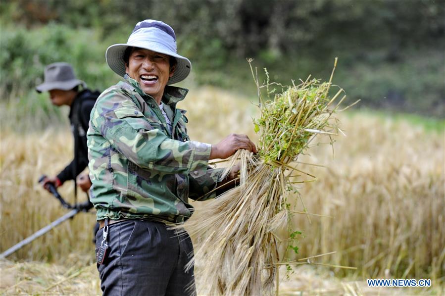 CHINA-TIBET-QAMDO-HIGHLAND BARLEY-HARVEST (CN)