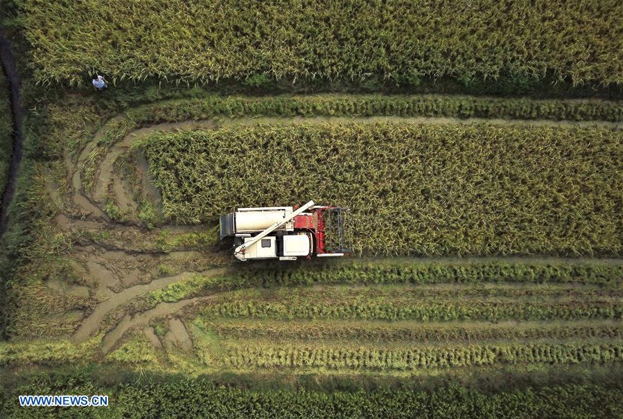 CHINA-JIANGXI-RICE-HARVEST (CN)